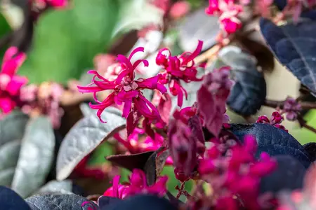 Loropetalum chin. 'Black Pearl'? - 60-80 CM C20 - image 2