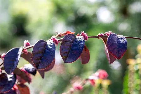 Loropetalum chin. 'Black Pearl'? - 175-200 CM C50 - image 1