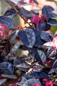Loropetalum chin. 'Fire Dance' - 80-100 CM C20 - image 4