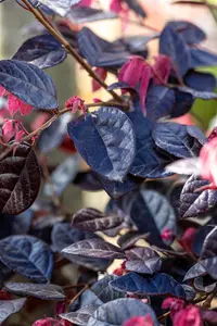 Loropetalum chin. 'Fire Dance' - 5 Ltr pot - image 3
