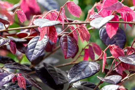 Loropetalum chin. 'Fire Dance' - 3 Ltr pot - image 2