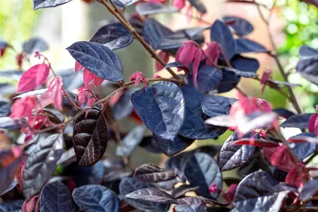 Loropetalum chin. 'Fire Dance' - 80-100 CM C20 - image 3