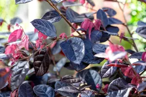 Loropetalum chin. 'Fire Dance' - 80-100 CM C20 - image 3