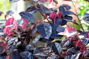 Loropetalum chin. 'Fire Dance' - 175-200 CM C80 - image 2