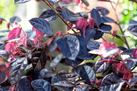 Loropetalum chin. 'Fire Dance' - 200-250 CM C110 - image 2