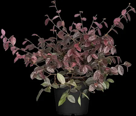 Loropetalum chin. 'Fire Dance' - 3 Ltr pot - image 1