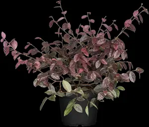 Loropetalum chin. 'Fire Dance' - 80-100 CM C20 - image 1