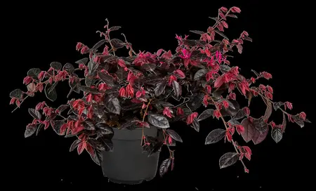 Loropetalum chin. 'Fire Dance' - 80-100 CM C20 - image 5