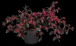 Loropetalum chin. 'Fire Dance' - 80-100 CM C20 - image 5