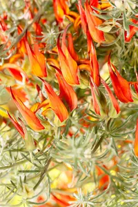 Lotus corniculatus - LINERS 24 CEL TRAY P9 SIZE - image 3