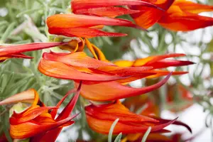 Lotus corniculatus - LINERS 24 CEL TRAY P9 SIZE - image 1