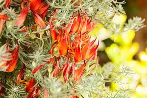 Lotus corniculatus - LINERS 24 CEL TRAY P9 SIZE - image 4