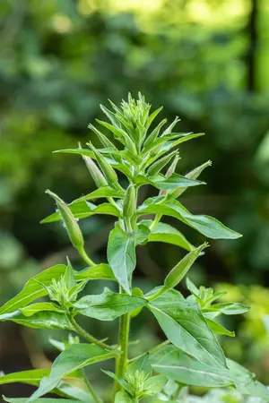 Lunaria annua - P9 - image 5