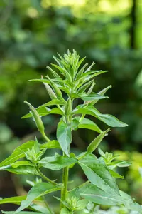 Lunaria annua - P9 - image 5