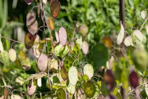 Lunaria annua