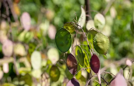 Lunaria annua - P9 - image 3