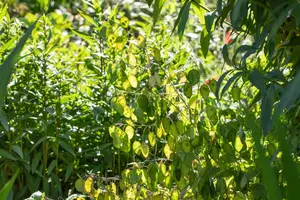 Lunaria annua 'Chedglow' - P9 - image 2