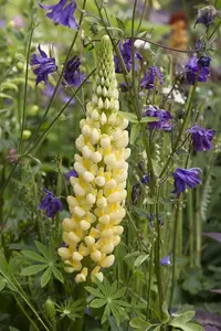 Lupinus 'Camelot Pink'