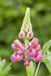 Lupinus 'Camelot Pink' - 2 Ltr pot - image 3