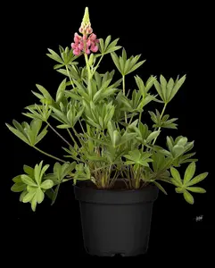 Lupinus 'Camelot Pink' - 2 Ltr pot - image 4