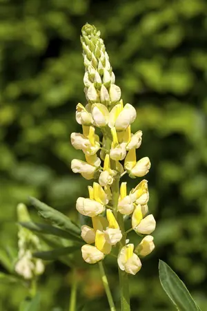 Lupinus 'Camelot Yellow' - 2 Ltr pot - image 1