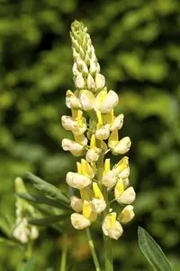 Lupinus 'Camelot Yellow'