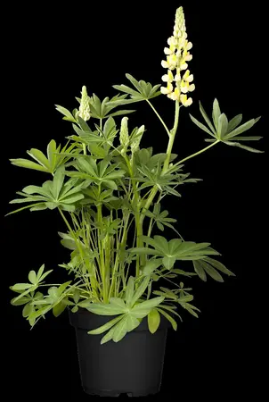 Lupinus 'Camelot Yellow' - 2 Ltr pot - image 2