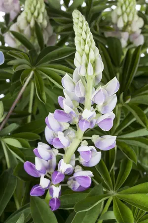 Lupinus 'Gallery Blue' - 2 Ltr pot - image 2