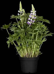 Lupinus 'Gallery Blue'