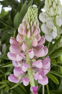 Lupinus 'Gallery Pink'