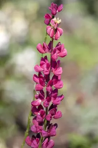 Lupinus 'Gallery Red'