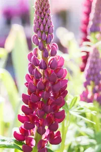 Lupinus 'Masterpiece'