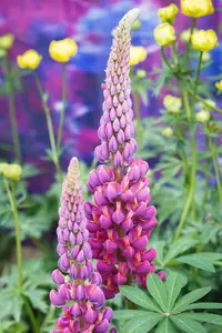 Lupinus 'Masterpiece' - 2 Ltr pot - image 2