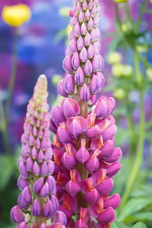 Lupinus 'Masterpiece' - 2 Ltr pot - image 3