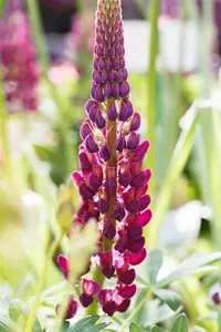 Lupinus 'Masterpiece' - 2 Ltr pot - image 4