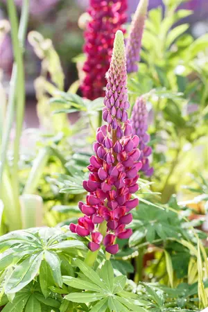 Lupinus 'Masterpiece' - 2 Ltr pot - image 5