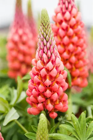 Lupinus 'My Castle' - P9