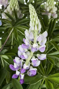 Lupinus poly. 'Blue Shades' - 1.5 Ltr pot