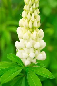 Lupinus polyphyllus 'Lupini White Shades'