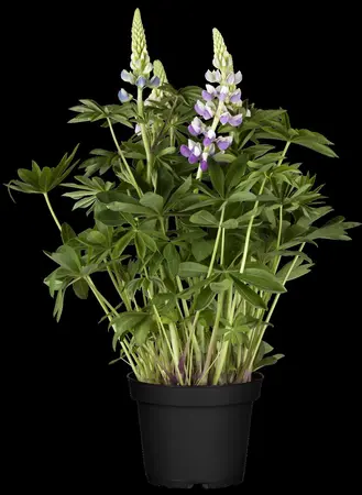 Lupinus Russell Hybrids - P9 - image 2