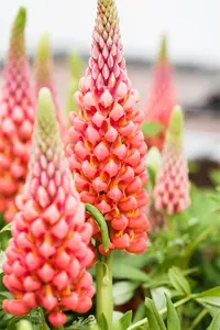 Lupinus 'Terracotta'?