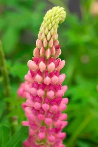 Lupinus 'The Chatelaine'