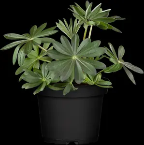 Lupinus 'W. Country Manhattan Lights'