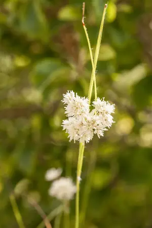 Luzula nivea - 5 Ltr pot - image 2