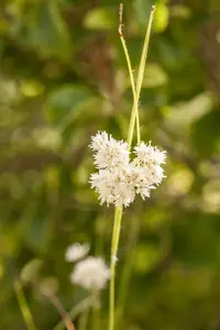 Luzula nivea - 5 Ltr pot - image 2