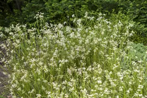 Luzula nivea - 5 Ltr pot - image 1