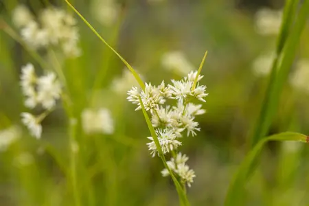 Luzula nivea - 5 Ltr pot - image 5