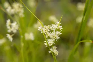 Luzula nivea - 5 Ltr pot - image 5