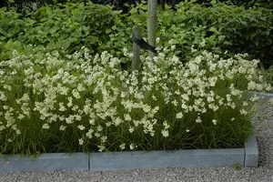 Luzula nivea - 2 Ltr pot - image 3