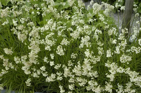 Luzula nivea - 5 Ltr pot - image 4